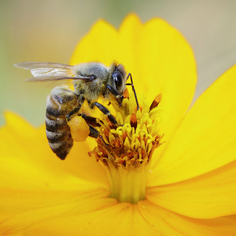 3melisses-melissa-002