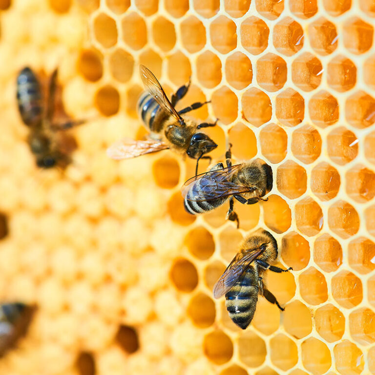 3melisses-melissa-003